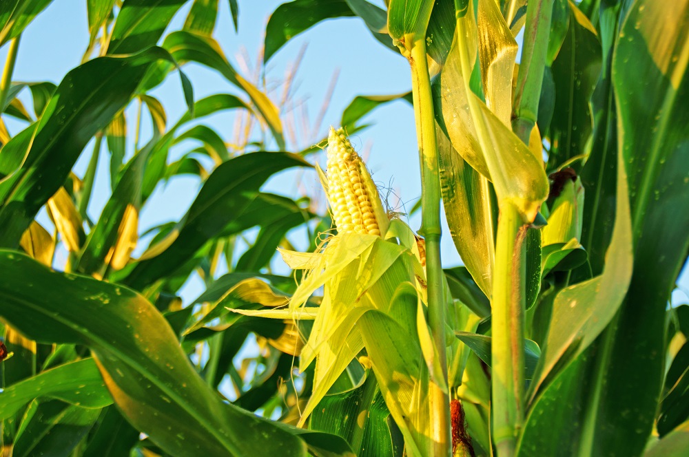 Read more about the article CropRadar measured: Maize area increased by almost 3 %