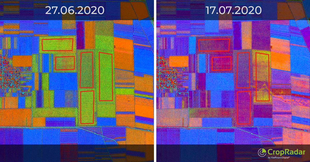 Read more about the article 1.8 million ha harvestable maize are in Romania in 2020